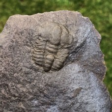 Ellipsocephalus vetustus